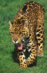 Fototapeta na wymiar JAGUAR panthera onca, ADULT YAWNING