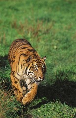 SUMATRAN TIGER panthera tigris sumatrae, ADULT WALKING ON GRASS