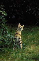 SERVAL leptailurus serval, ADULT STANDING ON GRASS