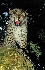 PERSIAN LEOPARD panthera pardus saxicolor, ADULT SNARLING IN THREAT POSTURE