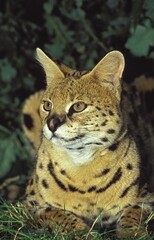 SERVAL leptailurus serval, ADULT LAYING DOWN ON GRASS