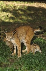EUROPEAN LYNX felis lynx, FEMALE WITH CUB, WITH EUROPEAN RABBIT IN MOUTH