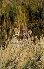 BENGAL TIGER panthera tigris tigris, ADULT CAMOUFLATED IN LONG GRASS