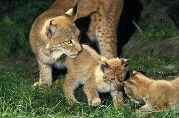 EUROPEAN LYNX felis lynx, FEMALE WITH CUB