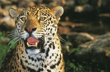 JAGUAR panthera onca, PORTRAIT OF ADULT WITH OPEN MOUTH