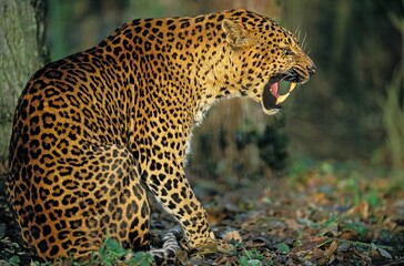LEOPARD panthera pardus, ADULT SNARLING IN THREAT POSTURE