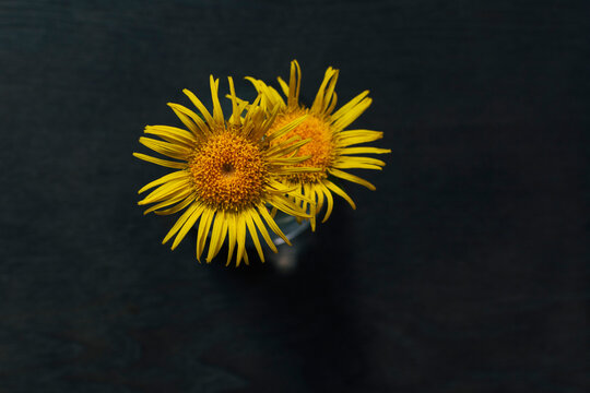 Elecampane blossoms