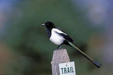 BLACK BILLED MAGPIE pica pica, ADULT STANDING ON POST, ECOSSE