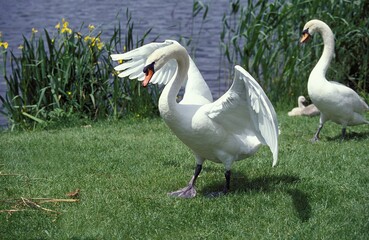 Obraz premium MUTE SWAN cygnus olor, ADULT PROTECTING CYGNET, THREAT POSTURE