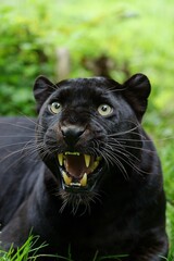 BLACK PANTHER panthera pardus, ADULT SNARLING, DEFENSIVE POSTURE