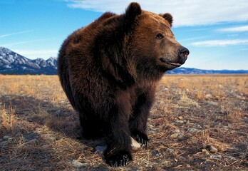 KODIAK BEAR ursus arctos middendorffi, ADULT, ALASKA