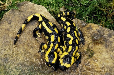FIRE SALAMANDER salamandra salamandra, PAIR OF ADULTS STANDING ON ROCK
