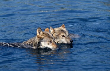 EUROPEAN WOLF canis lupus, PAIR CROSSING RIVER