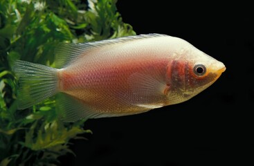 KIISING GOURAMI helostoma temminckii