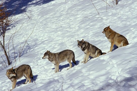 EUROPEAN WOLF canis lupus, PACK STANDING ON SNOW