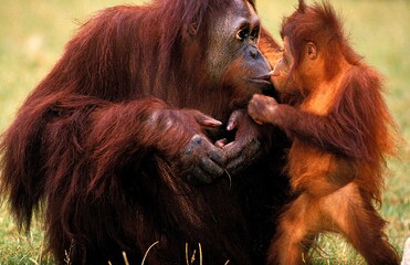 ORANG UTAN pongo pygmaeus, MOTHER WITH BABY © slowmotiongli