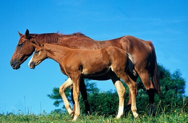 SELLE FRANCAIS HORSE, MARE WITH FOAL