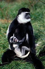 BLACK AND WHITE COLOMBUS MONKEY colobus guereza, FEMALE CARRYING YOUNG