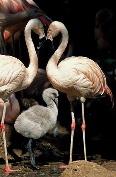 CHILEAN FLAMINGO phoenicopterus chilensis, PAIR WITH CHICK