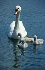MUTE SWAN cygnus olor, ADULT WITH CYGNET