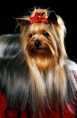Naklejka premium YORKSHIRE TERRIER, ADULT AGAINST BLACK BACKGROUND