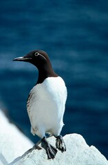 Fototapeta premium COMMON GUILLEMOT uria aalge, ADULT STANDING ON ROCK, SCOTLAND