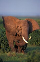 AFRICAN ELEPHANT loxodonta africana IN KENYA