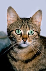 BROWN TABBY DOMESTIC CAT, PORTRAIT OF ADULT