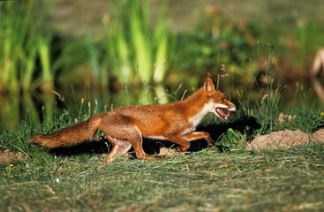 RED FOX vulpes vulpes, ADULT RUNNING NEAR WATER HOLE