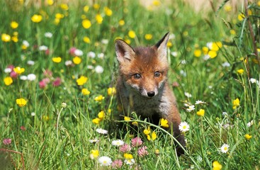 RED FOX vulpes vulpes, PUP STANDING IN FLOWERS