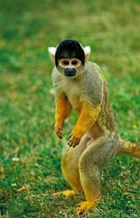 Obraz premium SQUIRREL MONKEY saimiri sciureus, ADULT STANDING ON HIND LEGS