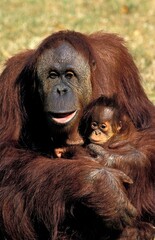 Obraz premium ORANG UTAN pongo pygmaeus, MOTHER CARRYING BABY