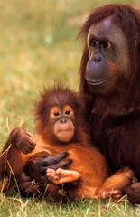 Fototapeta premium ORANG UTAN pongo pygmaeus, FEMALE WITH BABY STANDING ON GRASS