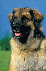 LEONBERGER DOG NEAR WATER, PORTRAIT OF ADULT