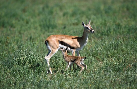 THOMSON'S GAZELLE gazella thomsoni, FEMALE WITH ITS NEWBORN FOAN SUCKLING, MASAI MARA PARK, KENYA