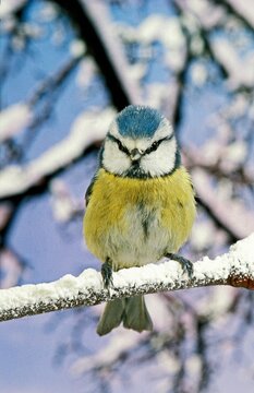 BLUE TIT parus caeruleus, ADULT STANDING ON BRANCH WITH SNOW
