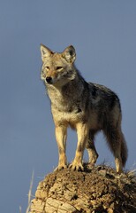 COYOTE canis latrans, ADULTE STANDING ON ROCK, MONTANA