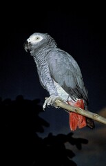 Fototapeta premium AFRICAN GREY PARROT psittacus erithacus, ADULT STANDING ON BRANCH