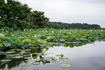 蓮のある沼の風景　群馬県館林市　多々良沼　2020