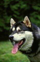 ALASKAN MALAMUTE DOG, PORTRAIT OF ADULT WITH TONGUE OUT