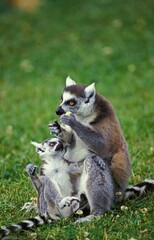RING TAILED LEMUR lemur catta, FEMALE WITH YOUNG