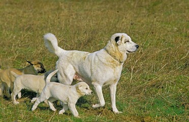 ANATOLIAN SHEPHERD DOG, FEMALE WITH PUPS WALKING ON GRASS