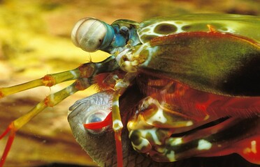 PEACOCK MANTIS SHRIMP odontodactylus scyllarus EATING A FISH