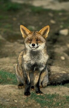 RED FOX vulpes vulpes, ADULT SITTING