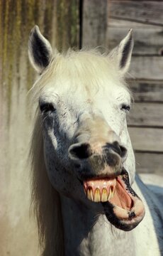 HORSE WITH FUNNY FACE