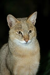 Fototapeta premium JUNGLE CAT felis chaus, PORTRAIT OF ADULT