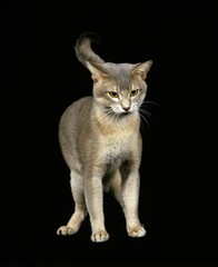 BLUE ABYSSINIAN DOMESTIC CAT, ADULT AGAINST BLACK BACKGROUND