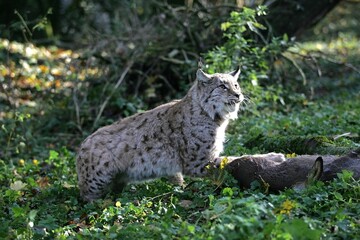 EUROPEAN LYNX felis lynx, ADULT WITH ROE DEER KILL