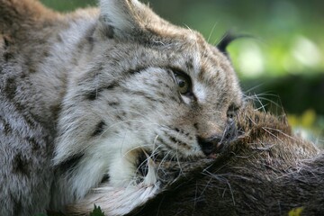 Fototapeta premium EUROPEAN LYNX felis lynx, ADULT EATING ON ROE DEER KILL