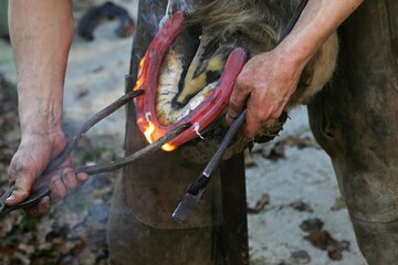 Obraz premium BLACKSMITH SHODING A HORSE, BRANDING A RED HOT IRON ONTO THE HOOF